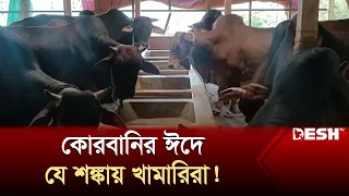 কোরবানির পশু: এবারের ঈদে যে শঙ্কায় খামারিরা! | Sirajganj | Farmers Cow | News | Desh TV