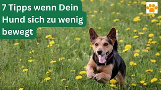 7 Tipps wenn Dein Hund sich zu wenig bewegt