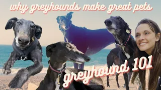 Do greyhounds make good pets? 10 reasons to consider adopting a greyhound ❤️