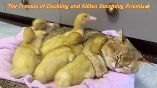 The duckling found its mother duck!  The kitten hugs the duckling to sleep is very cute!interesting