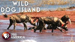 Wild Dog Island FULL SPECIAL | PBS America