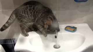 Красивый котэ принимает душ | Pretty cat is taking a shower