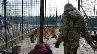 Телеканал ТВЦ  снимает амурских тигров в Тайгане