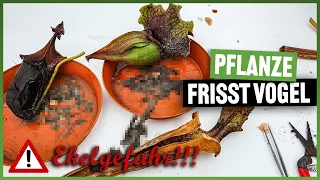 #160 Diese fleischfressende Pflanze frisst Vögel! Unglaubliches Experiment