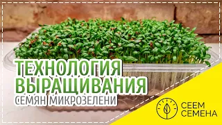 Технология выращивания семян микрозелени СЕЕМ СЕМЕНА