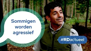 Boeteregen voor hertenspotters op de Veluwe | #RDactueel #92 | RD