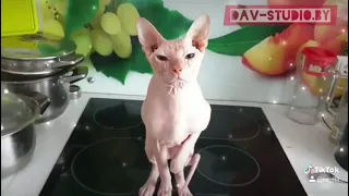 Откуда взялись лысые коты (Канадский сфинкс)? История. Canadian Sphynx. Story.