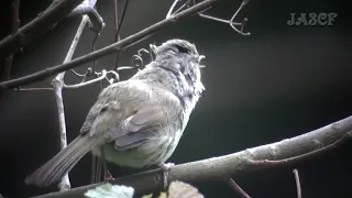 素敵なウグイスの鳴き声 Singing Bird(Japanese Bush Warbler)