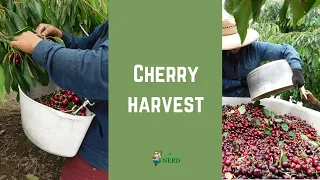 California Cherry Harvest
