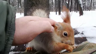 Кормлю хорошую, скромную белку / I feed a good, modest squirrel