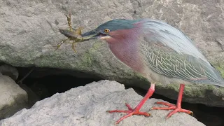 Green Heron - the art of catching and eating crayfish