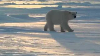 Polar Bear Approaches Photographers | Arctic Kingdom