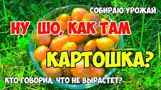 СОБИРАЮ УРОЖАЙ!!! Картофель сажал без копания, прямо в траву, залез в огород к соседу