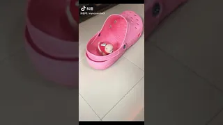 Tik Tok Chó phốc sóc mini Funny and Cute Pomeranian Videos #211