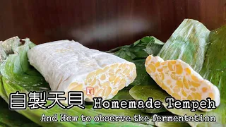 百歲奶奶做天貝【簡單易做不失敗！詳細記錄天貝發酵過程】(Sub & Eng Recipe) Homemade Tempeh - And how to observe the fermentation