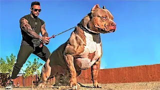 14 Most Aggressive Guard Dogs in the World