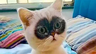 FUNNY CAT MEMES COMPILATION OF 2023 V12