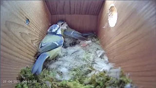 27th April 2021 - Blue tit nest box live camera highlights