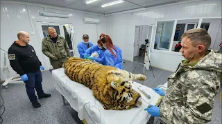Специалисты не смогли спасти жизнь тигра, доставленного в Приморье из Хабаровского края