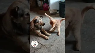 LOL, When You Have A NaugHty FFriend! Funny Cats & Dogs Videos 😺🐶😂😂 -EPS776  #cuteanimalshare