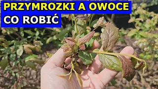 Przymrozki Owoce i ZERO PLONÓW? Co robić. Uprawa Borówki Jabłoni Czereśni Truskawki Roślin Owocowych