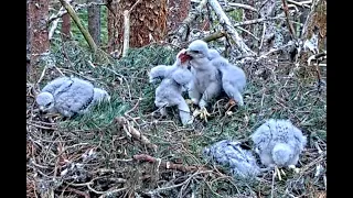 WARNING GRAPHIC. Chick kills his sibling. Loch Garten Goshawks. 22 June 2023