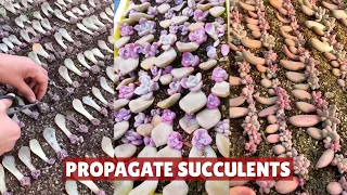 Easy Propagating Succulents by Leaves| 多肉植物 | 다육이들 | Suculentas