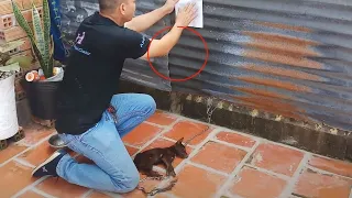 Rescue poor puppy, chained to the neck, hungry and thirsty