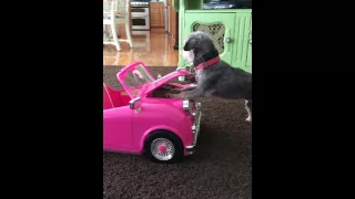 Dog fixes broken down car