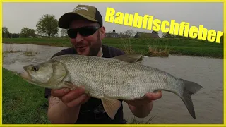 Angeln auf Raubfisch im Frühjahr am kleinen Fluss