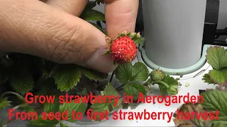 Grow strawberry in Aerogarden - From seed to first strawberry harvest (in 12 weeks) (Hydroponics)