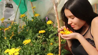 Documental: El poder curativo de las Plantas Medicinales