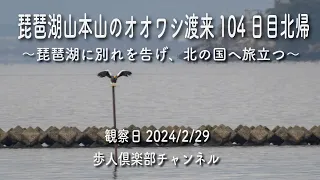 琵琶湖山本山のオオワシ渡来104日目北帰2024年2月29日