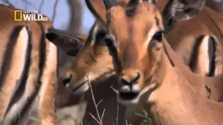 Nat Geo Wild HD Predators Wild Dogs HD Nature Documentary