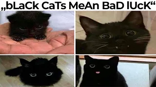 CAT MEMES 5
