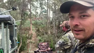 State Forest FALLOW hunt 2022 [Tasmania]