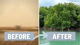 How to Plant a Mangrove Forest and Why it is Important - Mangrove of Casamance, Senegal, West Africa