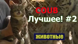 COUB Лучшее | Лучшие приколы с животными | Best Coub #2