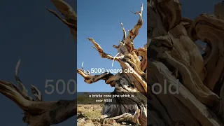 5000-Year-Old Bristlecone Pine: A Living Legend