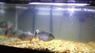 Что будет если мышь кинуть к пираньям Piranhas eat mouse