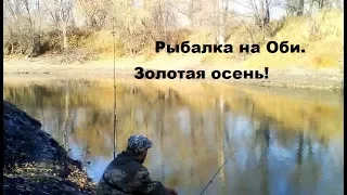 Рыбалка на Оби в Новосибирске. Октябрь. Золотая осень! Рыбалка на карася и плотву.