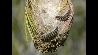 Incredible Insects No. 9: The pine processionary moth