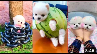 ミニポメラニアン 面白くてかわいいポメラニアンビデオ     Mini Pomeranian   Funny and Cute Pomeranian Videos【面白い動画】笑わない人がいないだろう