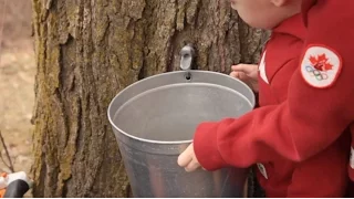 How To Make Maple Syrup