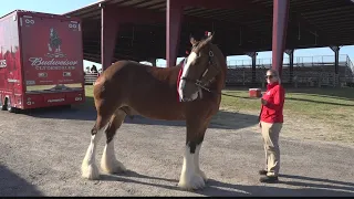 Clydesdales cooling their hooves at the fairgrounds