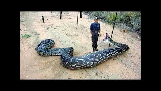 The Most Venomous Snakes in the World | Modern Dinosaurs #animals #snake