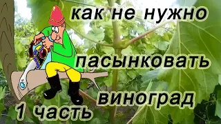 🍇 Как не нужно пасынковать виноград Зеленые операции на винограднике..