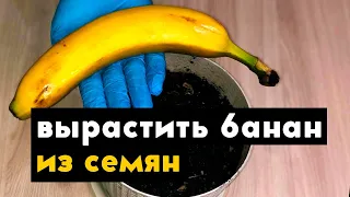 Как вырастить банан в домашних условиях из семян банана (эксперимент не удался)