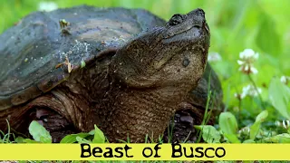 Beast of Busco