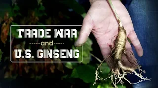 The uncertain fate of American ginseng